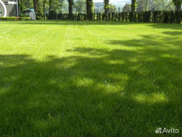 Укладка рулонного газона