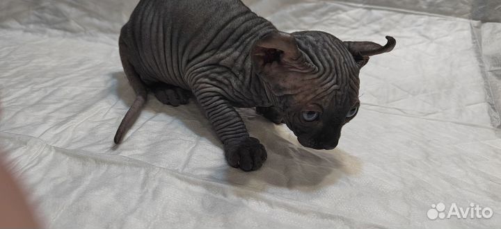 Котята сфинкс эльф