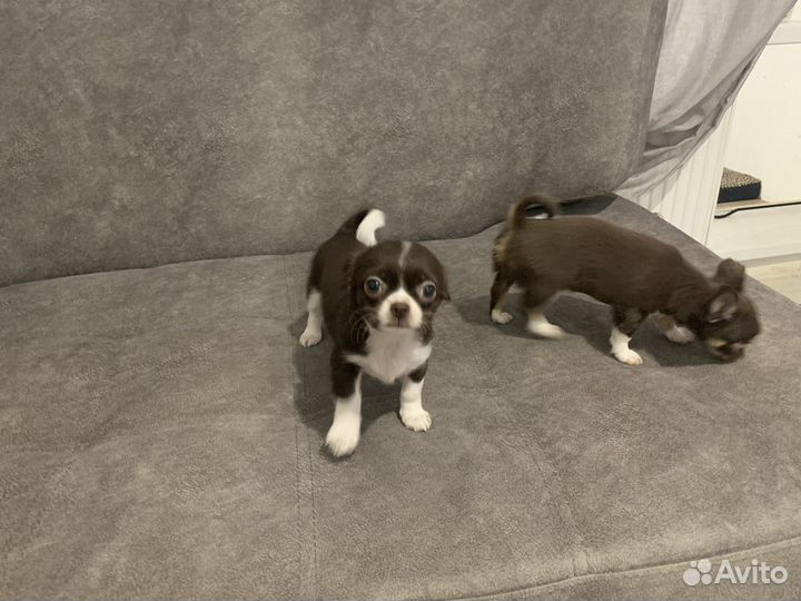 Щенки чихуахуа