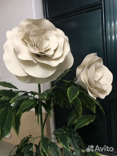 Цветок напольный