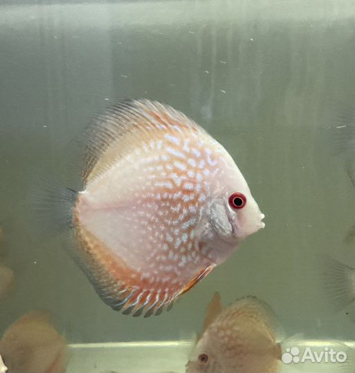 Дискусы: Туркисы, Пиджен, Золотая змея