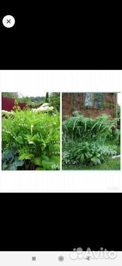 Лилии(на цвету) Растения для сада разные