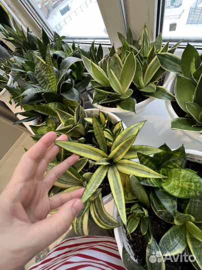 Свнсевиерии ханни