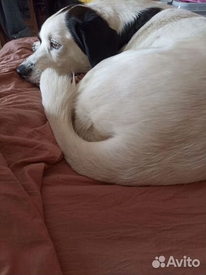 Собака в добрые руки отдам бесплатно