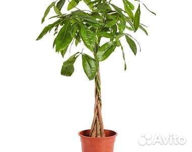 Пальма ливистонаи другие