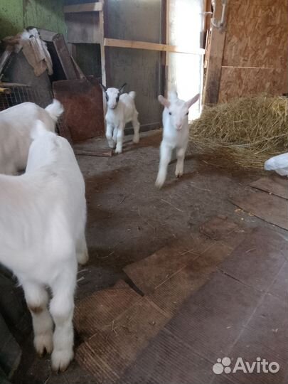 Зааненская коза