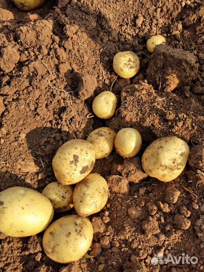 Картофель гала