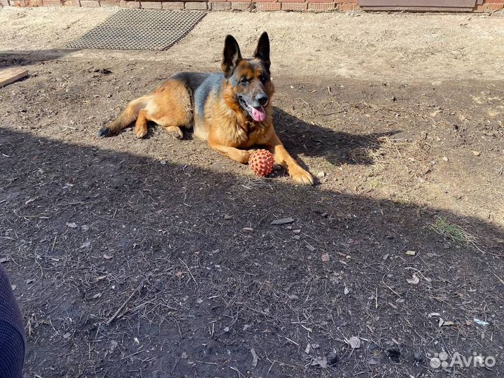 Немецкая овчарка