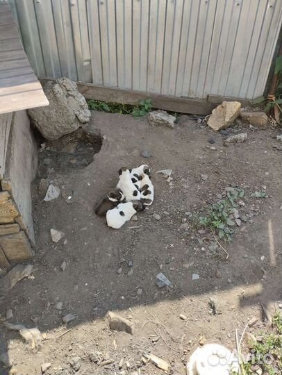 Щенки дворняги