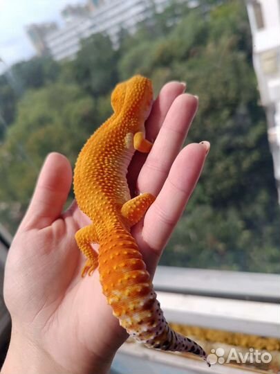 Эублефар Blood Блад самка