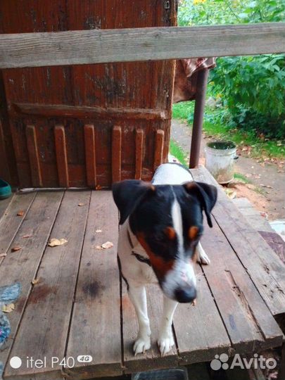 Щеночки-метисы