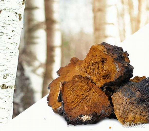 Продам чагу