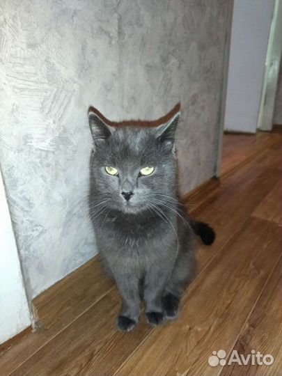 Кот бесплатно