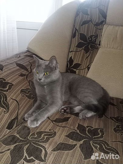 Британская кошка