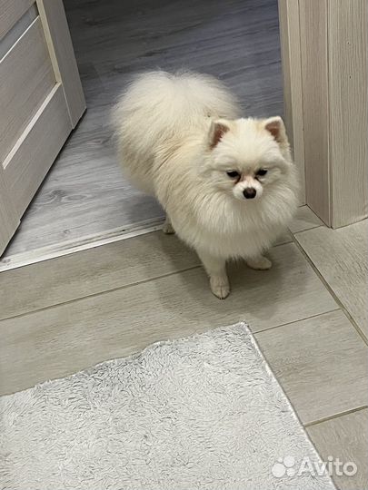 Немецкий шпиц вязка мальчик