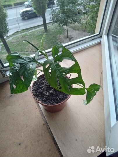 Монстера монки