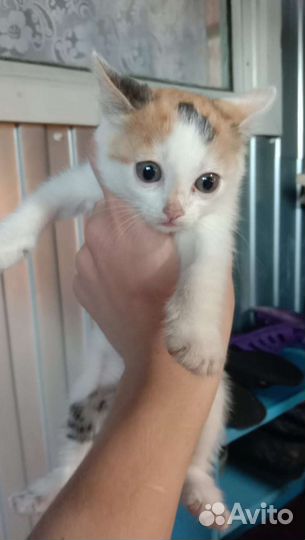 Котята в добрые руки бесплатно