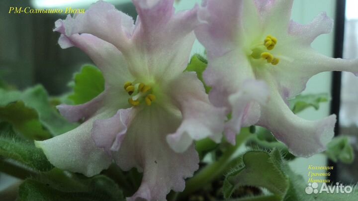 Сортовые фиалки.Детки, пасынки