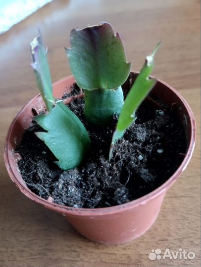 Декабрист шлюмбергера