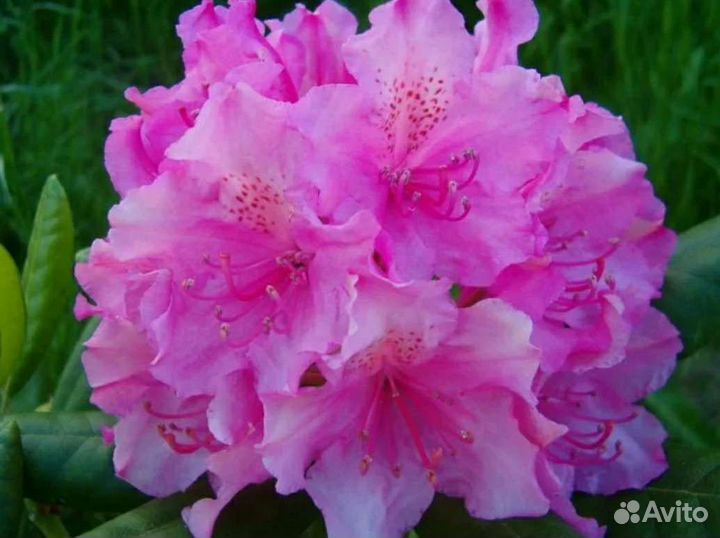 Рододендрон Гаага(Haaga)