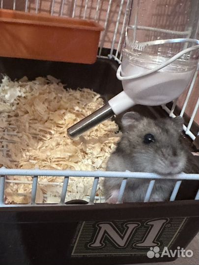 Клетка для грызунов
