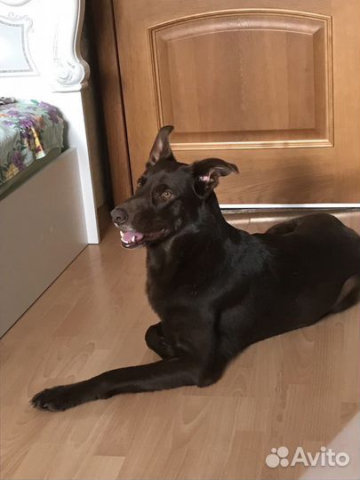 Собака в добрые руки отдам бесплатно