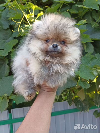 Померанский шпиц медвежьего типа