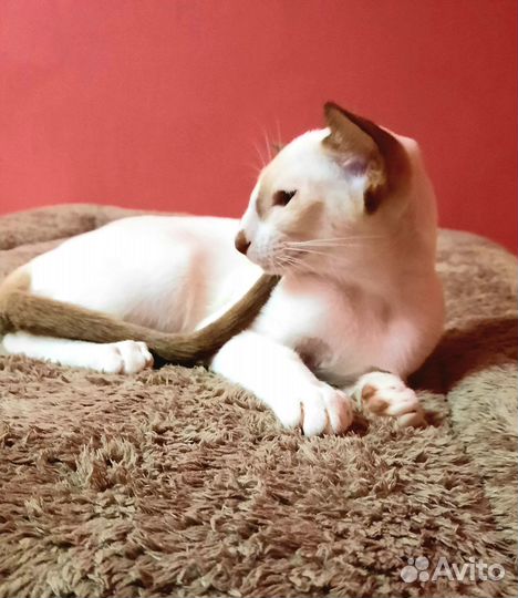 Ориентальная девочка