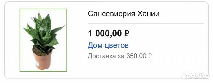 Сансевиерия