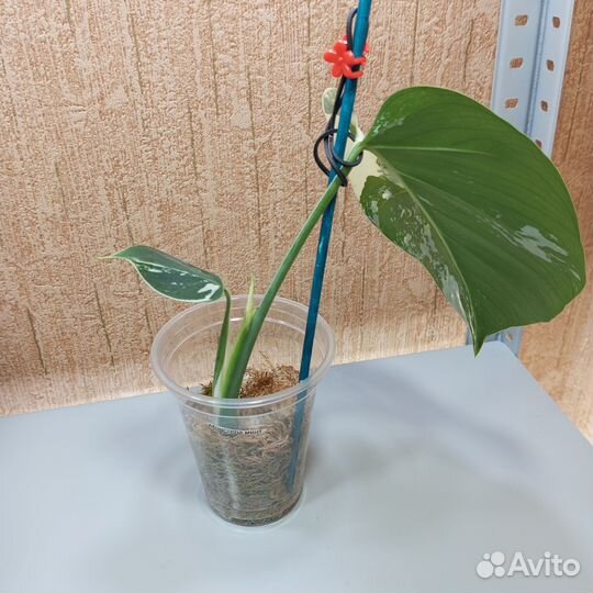 Монстера минт