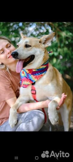 Собака по кличке Лис ждёт в приюте