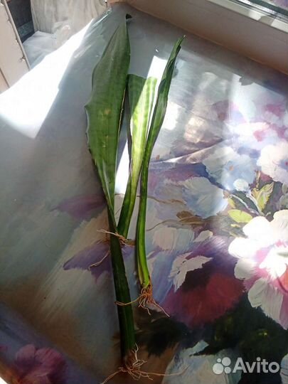 Сансевиерия