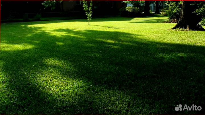 Семена газонной травы