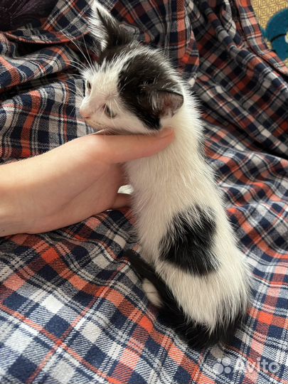 Котенок в любящую семью