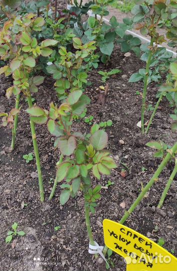 Роза спрей саженцы