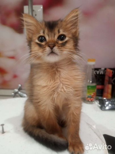 Сомалийская кошка