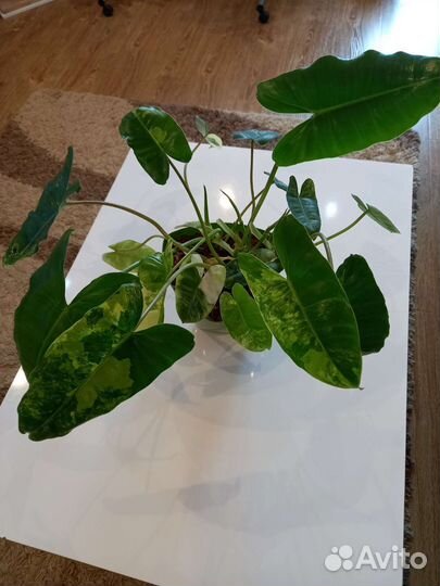 Филодендроны