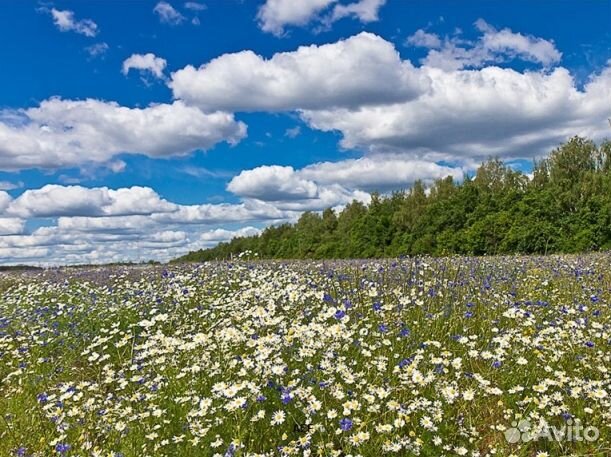 Мед 24 года натуральный оптом