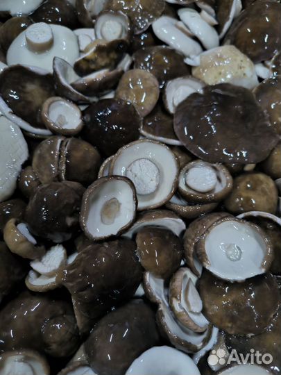 Белые грибы соленоотварные и другие