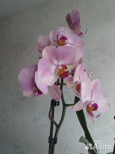 Орхидея сиреневая