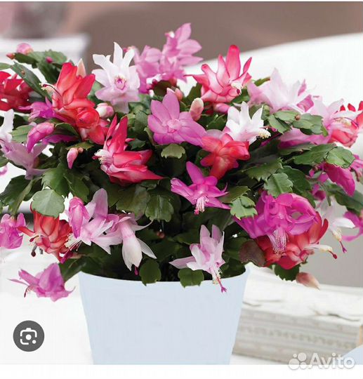 Декабрист Шлюмбергера