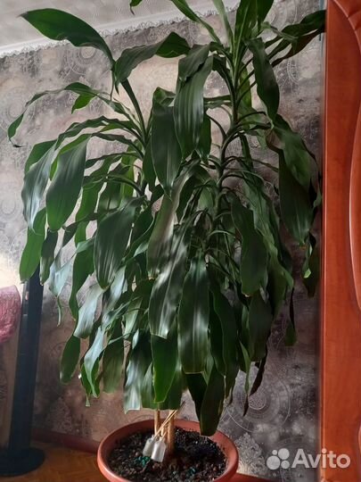 Пальма драцена