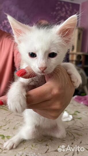 Котята сфинксы