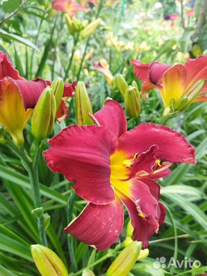 Лилейник сортовой, красный с жëлтой серединкой
