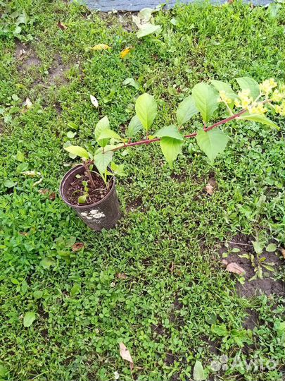 Метельчатая гортензия есть с цветом