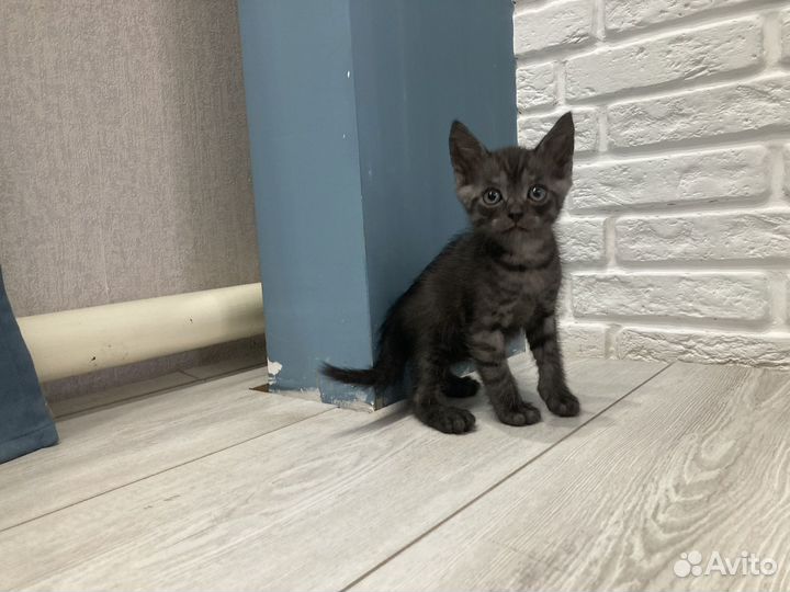 Британские котята