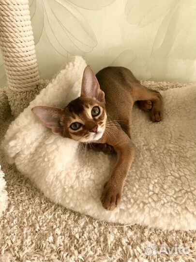 Вязка с Абиссинским грандинтерчемпионом