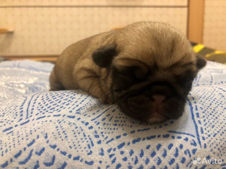 Щенки мопса