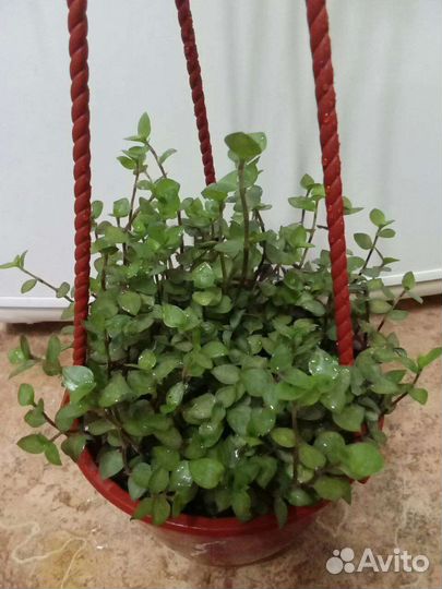 Комнатные растения цветы.Коллизия