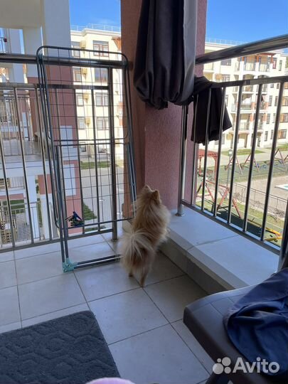 Вязка собак шпиц